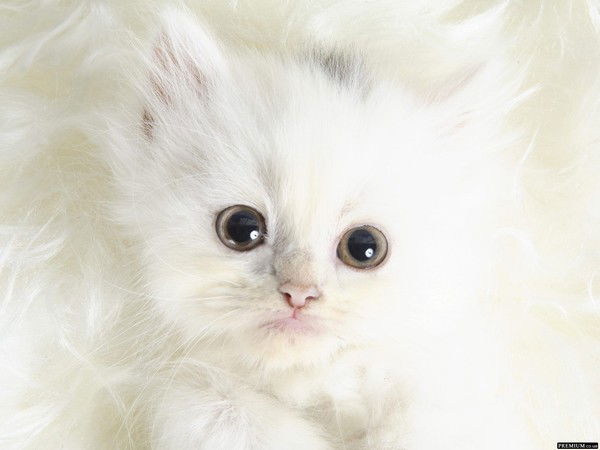 Алина Иваненко