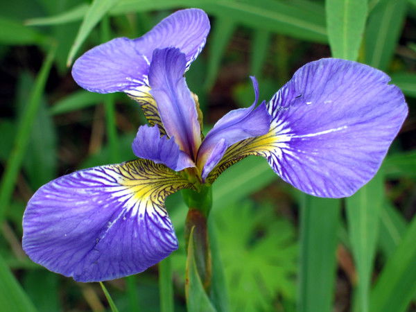 Наталья Дьяконова