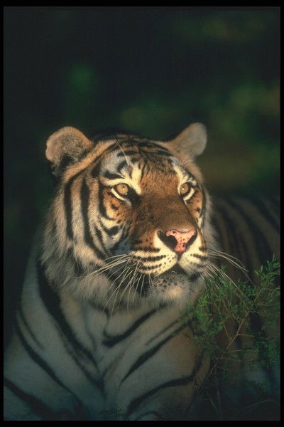 Валера Соколов