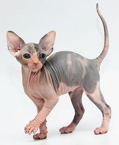 Эвелина Старикова