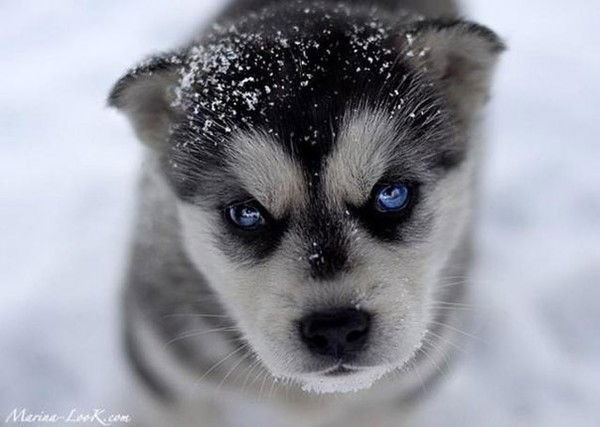 ***диана*** ****