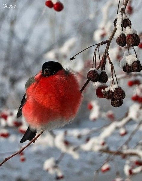 Татьяна Малышева