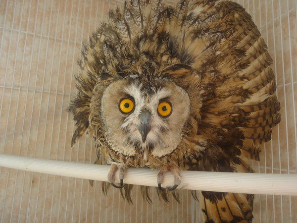 Ольга И Дмитрий Косолаповы