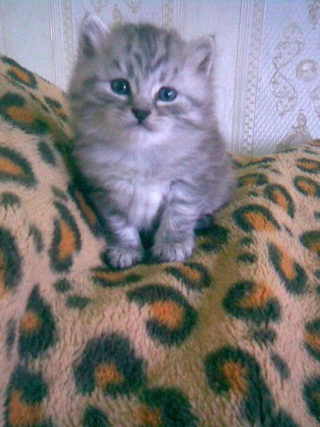 Людмила Мазур