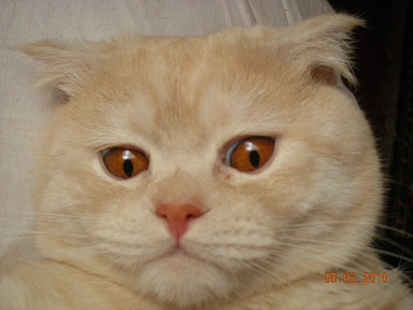 Ирина Новорай