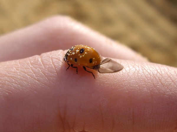 Лиза Мишина