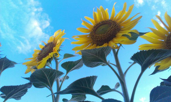 Ильмира Мавлетбаева