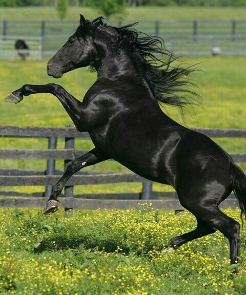 Парда Парда