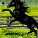 Парда Парда