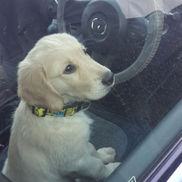 Елена Потяженко