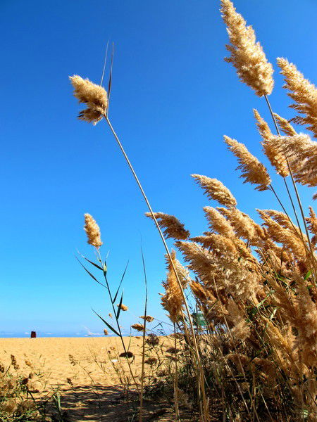 Юлия Воронович