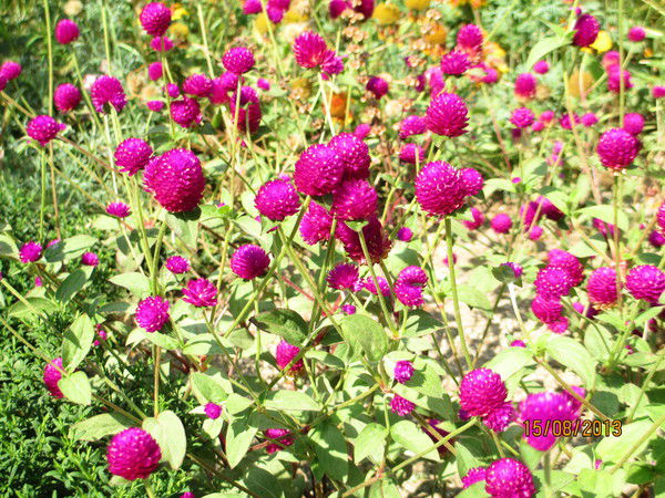 Владислав Власов