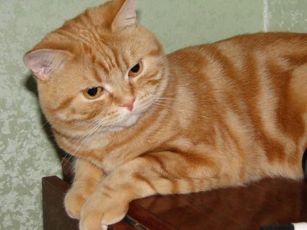 Владимир Стоянов