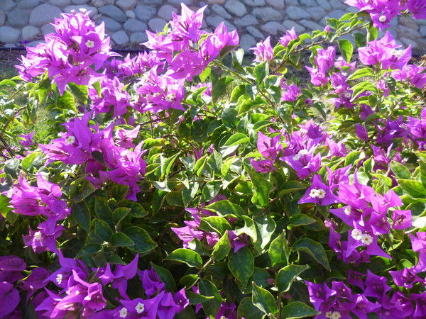 Светлана Тупицына