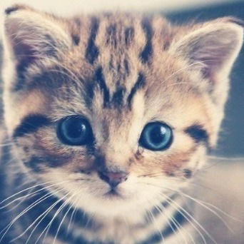 Александра Ярушникова