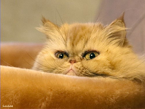 Ольга Маркова