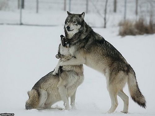 ***виктория*** *