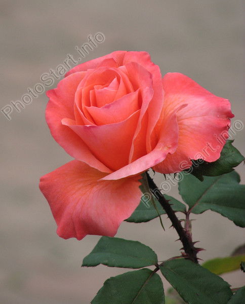 Марина Вельмисеева