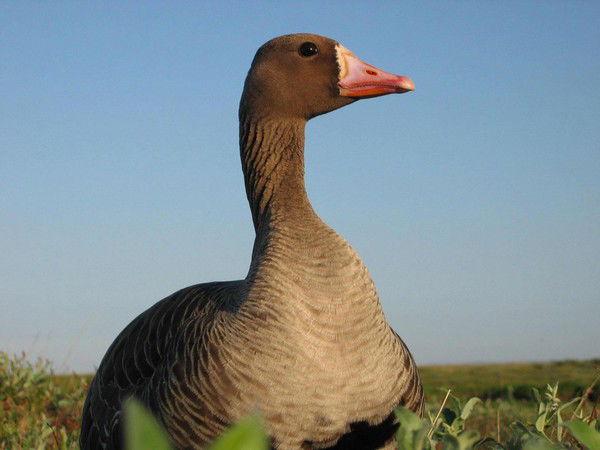 Ренат Дусаев