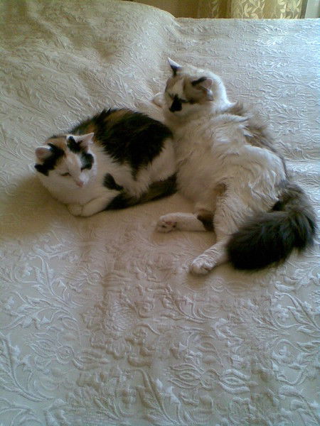 Евгения Константинова