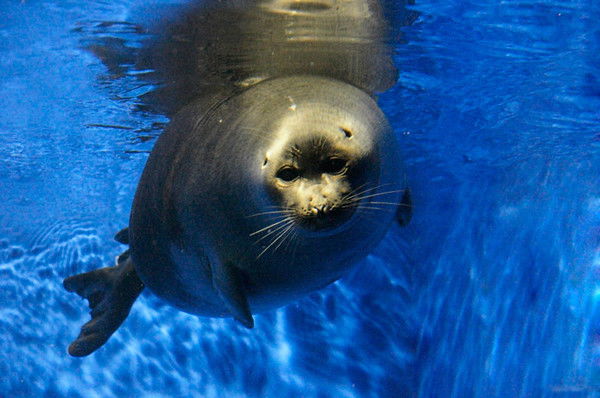 Сергей Макаров