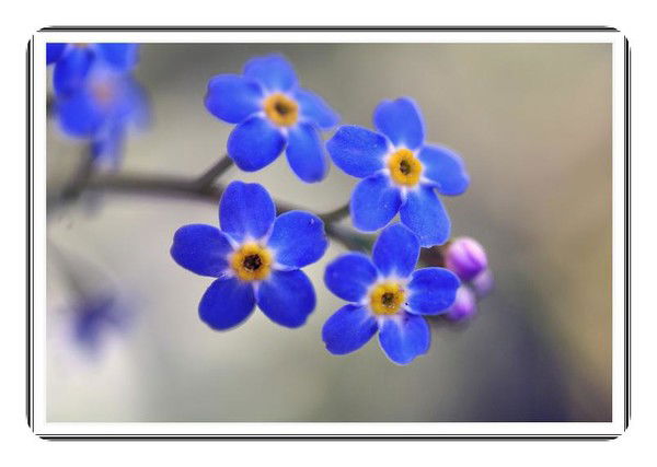 Алевтина Аникина