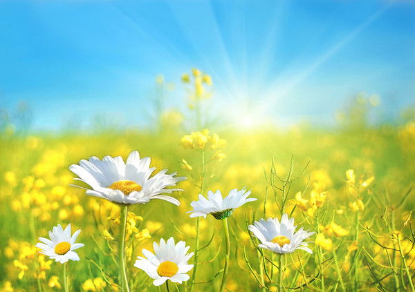 Вера Золотых