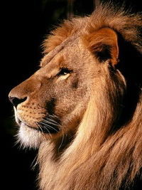 Костя Николаев