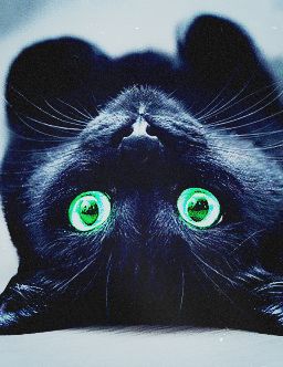 Олеся Лопатина