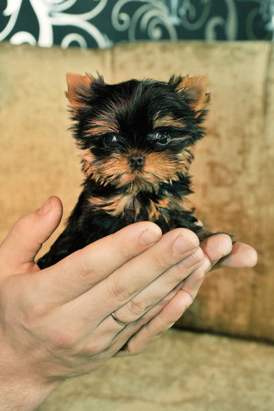 Анна Бочкарева