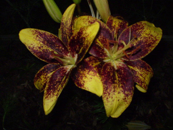 Лариса Неустроева