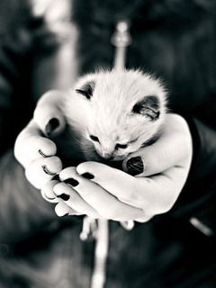 Анюта Чайка