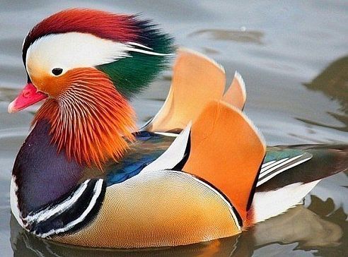 Елена Соколова