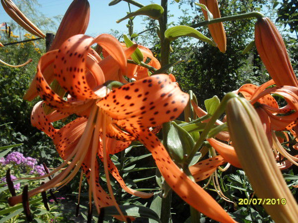 Анастасия Попович