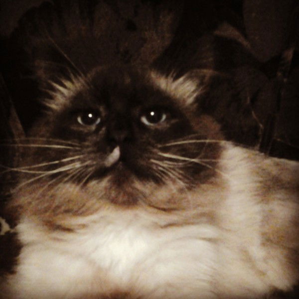 Марданова Гульшат