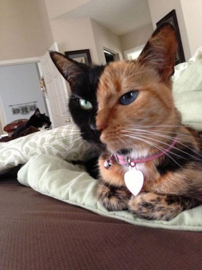 Алина Волкова