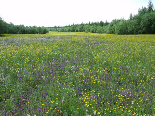 Константин Сорокин