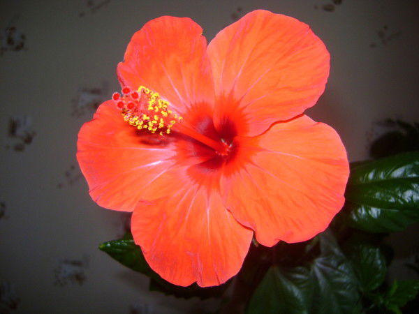 Лилия Фаррахова