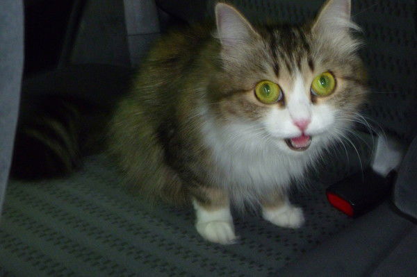 Костя Мелехов