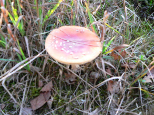 Анжелика Цыба