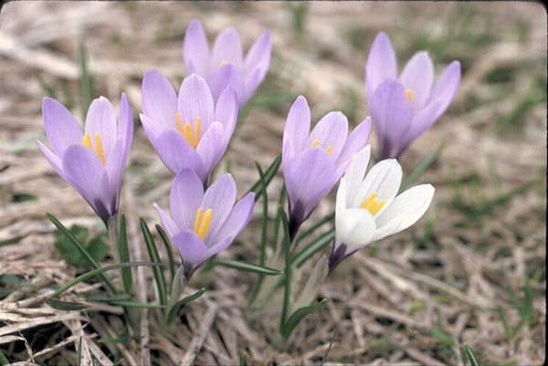 Светлана Икряникова