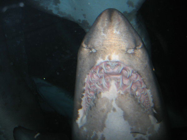 Александр Конахин