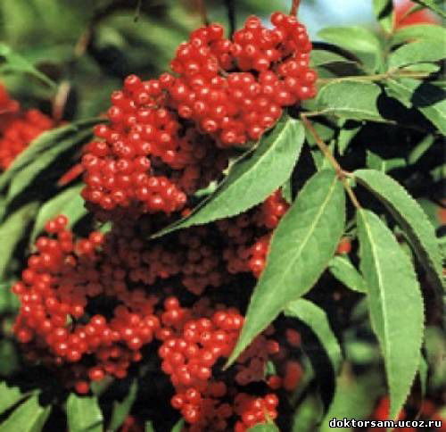 Наталья Бузина