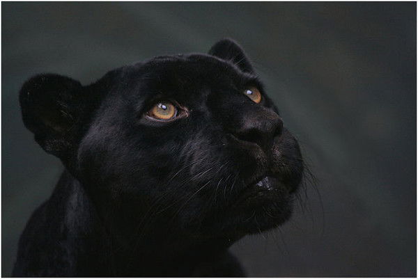 Наташа Русанова