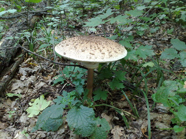 Владимир Андреев