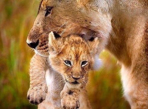 Мади Ураган