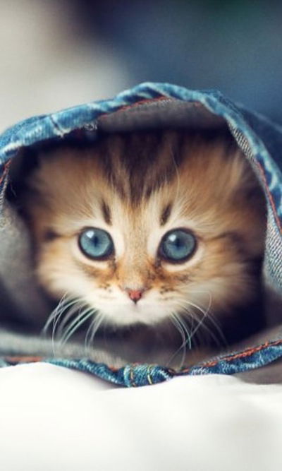 Максим Фомин