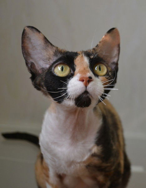 Елена Оренбуркина