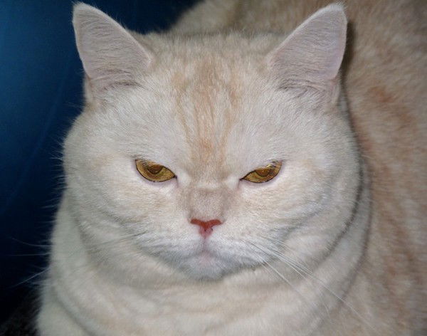 Чижевская Алёна