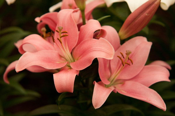 Злата Бруккауф